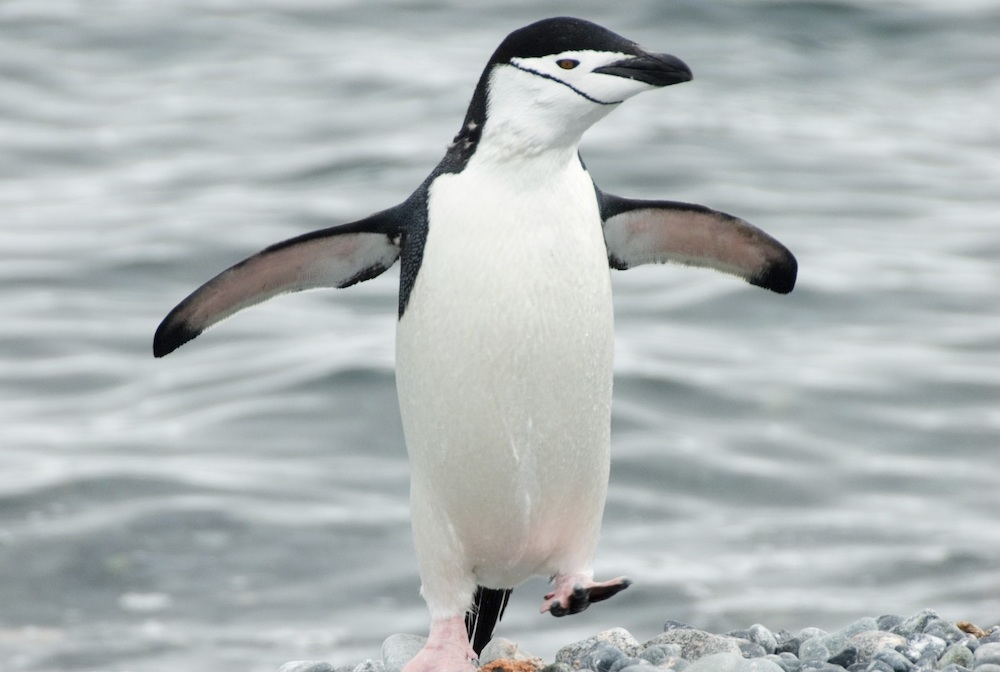 Little Blue Penguin - Facts, Diet, Habitat & Pictures on