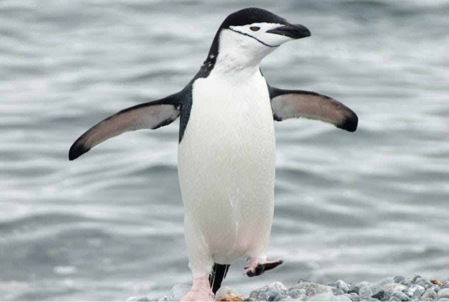 Penguin Facts: Diet, Behavior, Habitat & Conservation