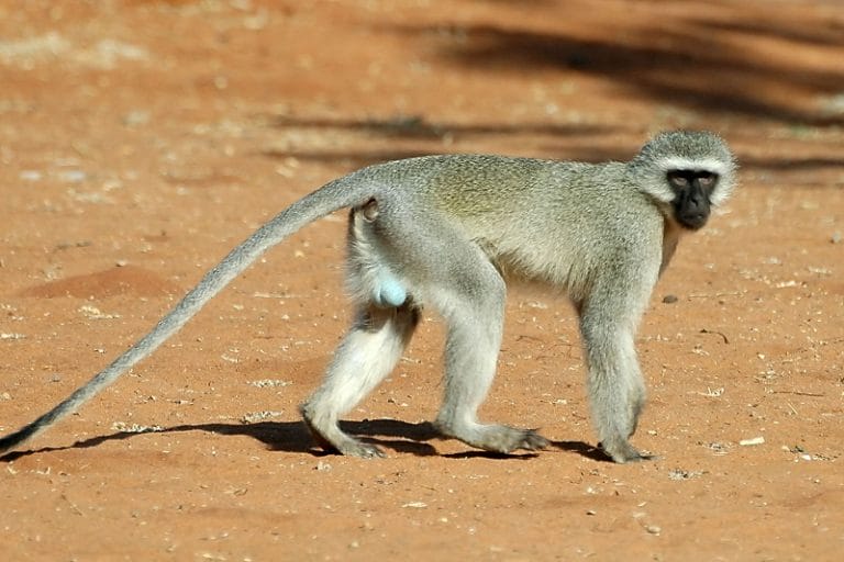 Vervet Monkey Facts, Distribution, Diet, Vocalizations, Pictures