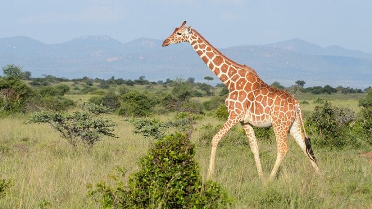 reticulated giraffe predators reticulated giraffe predators