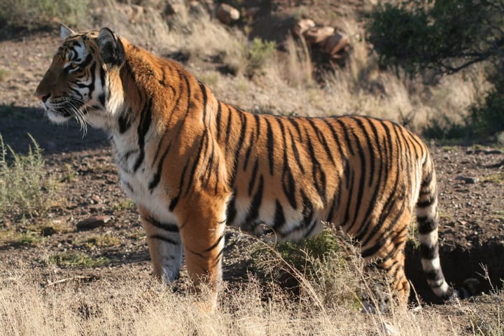 Tiger Facts: Habitat, Behavior, Diet