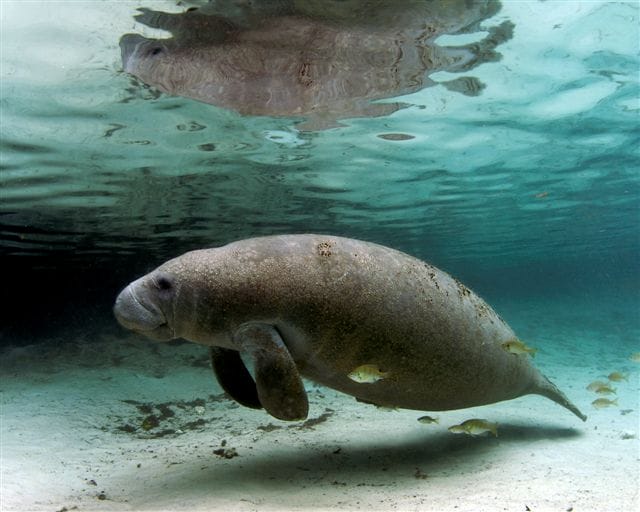 West Indian Manatee Facts Habitat Diet Adaptations Pictures Images, Photos, Reviews