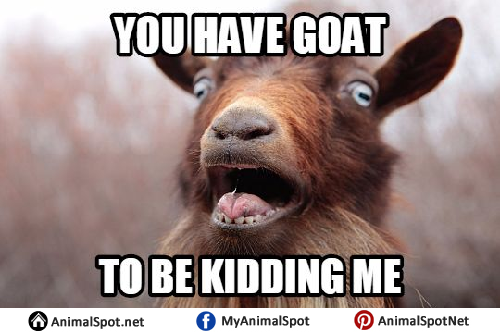 Goat Memes