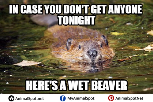 Beaver-Memes-Images.png