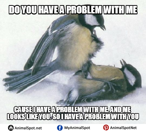 Bird Memes