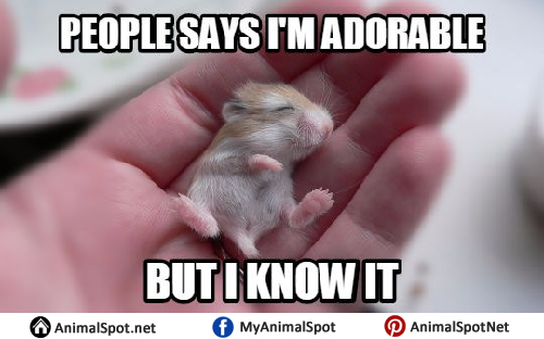 funny hamsters meme