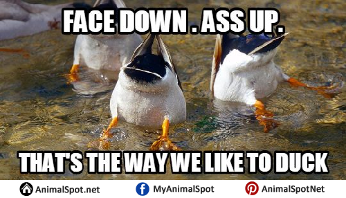 Duck Memes