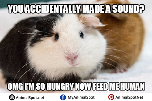 Guinea Pig Memes