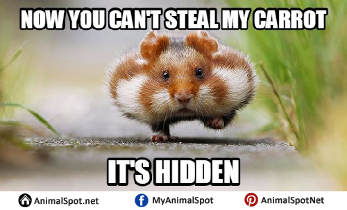 funny hamsters meme