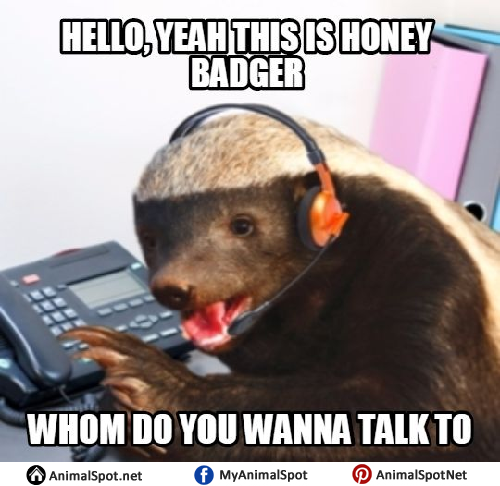 Honey Badger Memes
