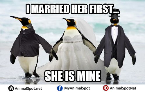 Penguin Memes