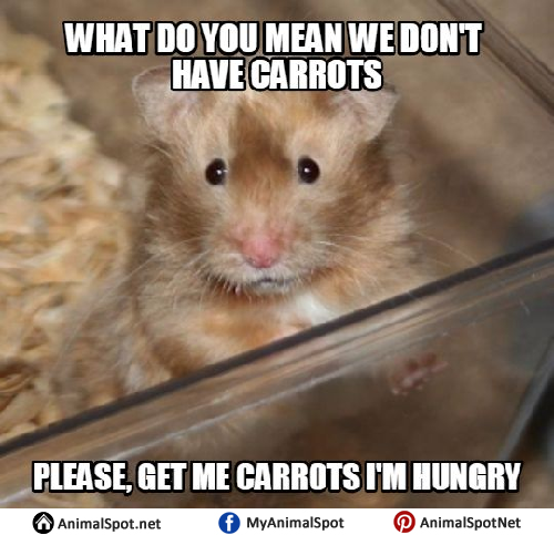 Funny Hamsters Meme