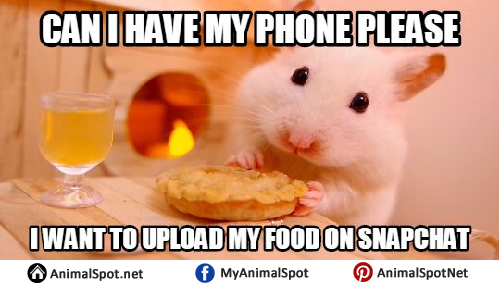 funny hamsters meme