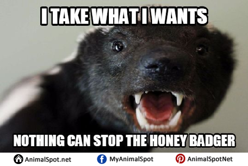 Honey Badger Memes