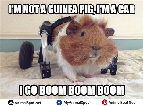 Guinea Pig Memes