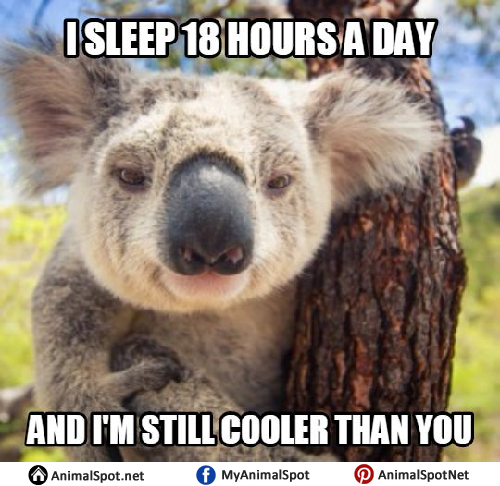 10 guy meme koala