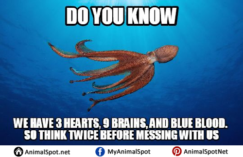 Octopus Memes