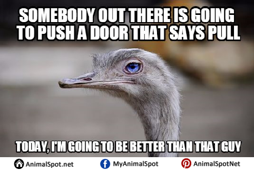Ostrich Memes