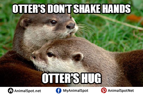 Here’s a dose of some otterly cute and funny memes since a few otter memes ...