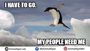 Best Funny Penguin Memes That Had Us Laughing Out Loud