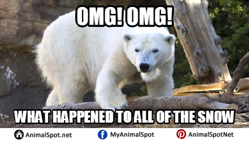 Polar Bear Memes