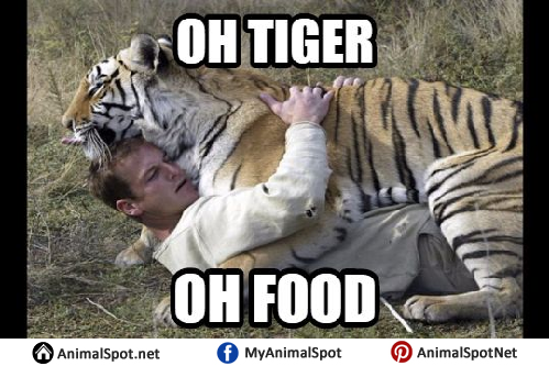 Tiger Memes