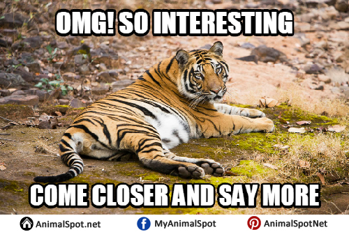 Tiger Memes