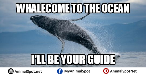 Whale Memes.