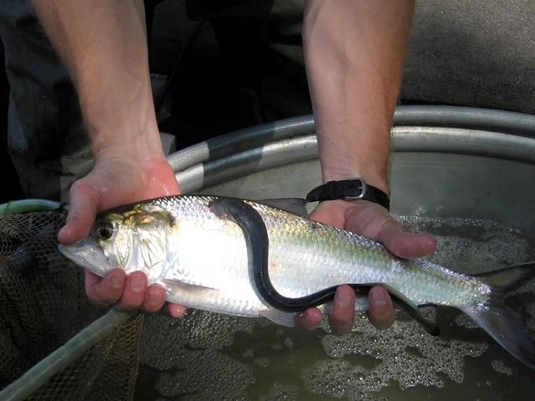 Lamprey Bite