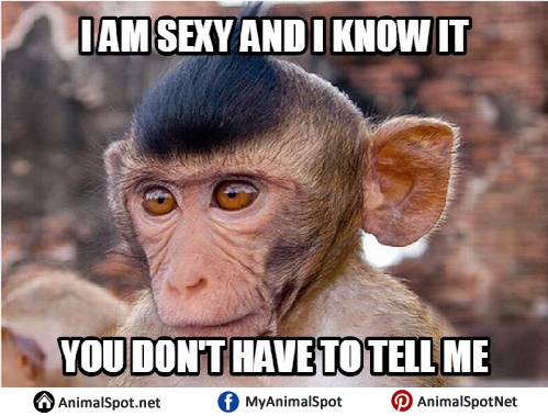 Best Monkey Memes!  Monkey memes, Funny monkey memes, Monkeys funny