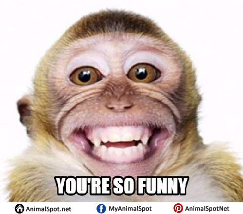 funny monkey face meme