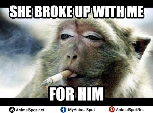 MonkeyMemes