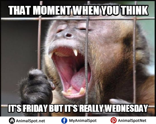 15 Hilarious Monkey Memes To Brighten Your Day