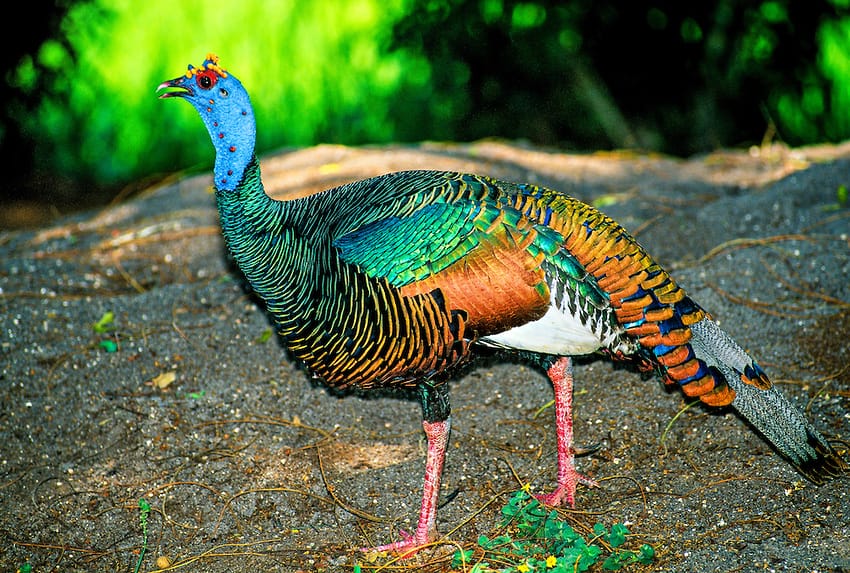 Ocellated Turkey Facts, Range, Habitat, Diet, Calls, Pictures