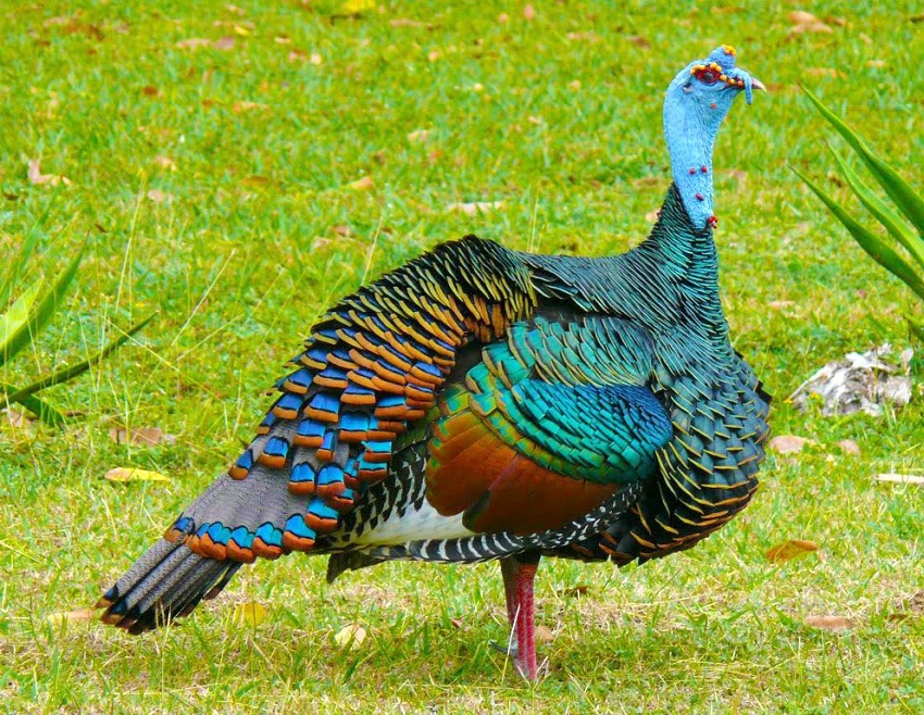 Ocellated Turkey Facts, Range, Habitat, Diet, Calls, Pictures