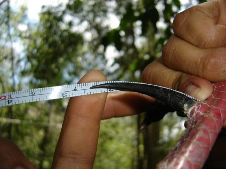 Ocellated Turkey Facts, Range, Habitat, Diet, Calls, Pictures