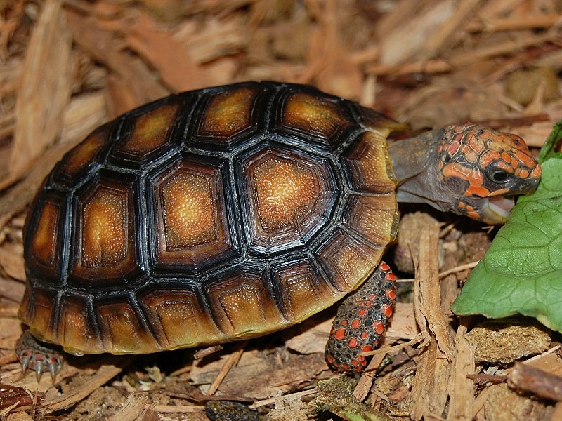 Red Footed Tortoise Facts Habitat Diet Lifespan Pictures