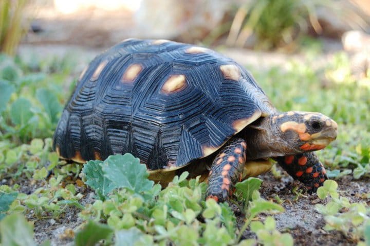 Red Foot Tortoise Food Chart