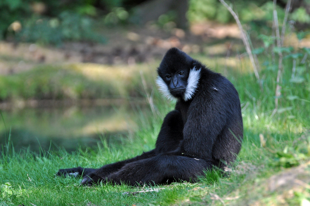 White-cheek Gibbon