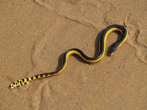 Yellow-bellied Sea Snake Facts, Distribution, Diet, Pictures