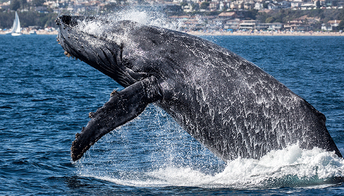 Gray Whale Facts, Size, Habitat, Behavior, Diet, Pictures
