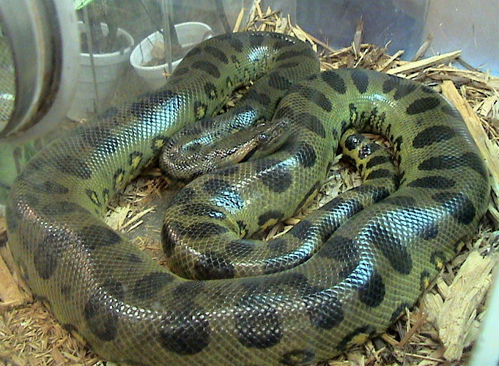 Anaconda Net floater 