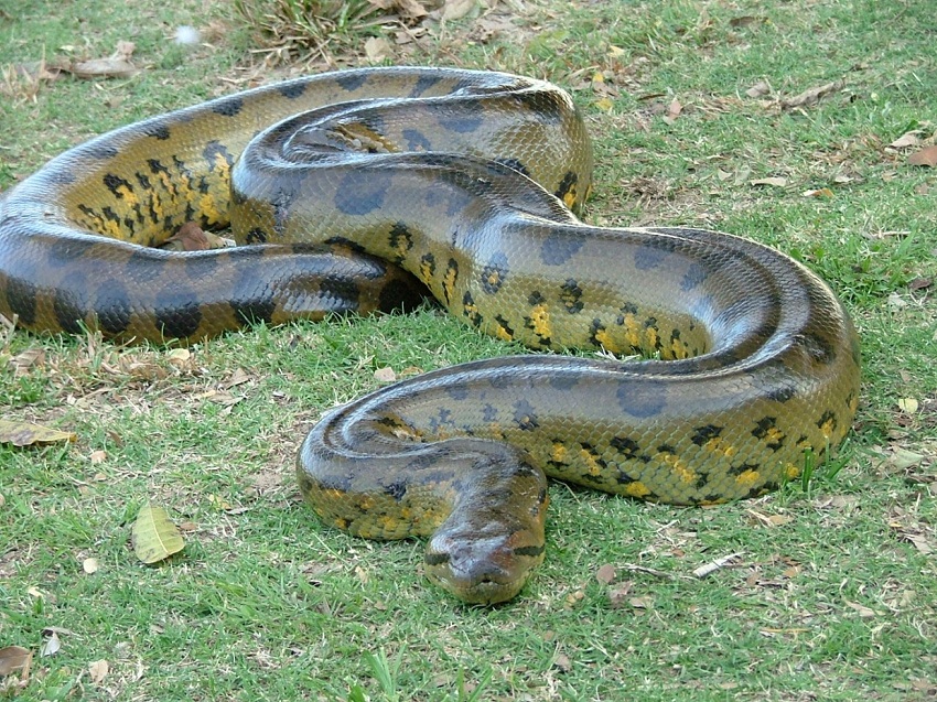Green Anaconda Facts, Size, Weight, Habitat, Diet, Pictures