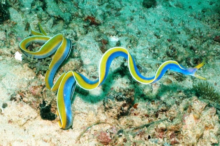 Ribbon Eel Facts, Distribution, Adaptations, Pictures