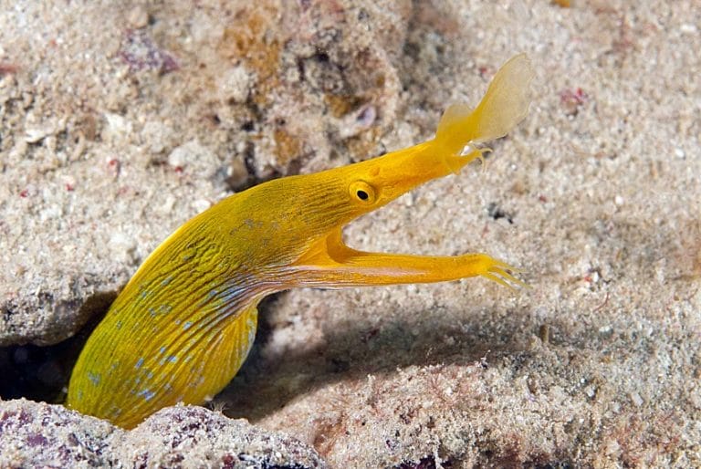 Ribbon Eel Facts, Distribution, Adaptations, Pictures