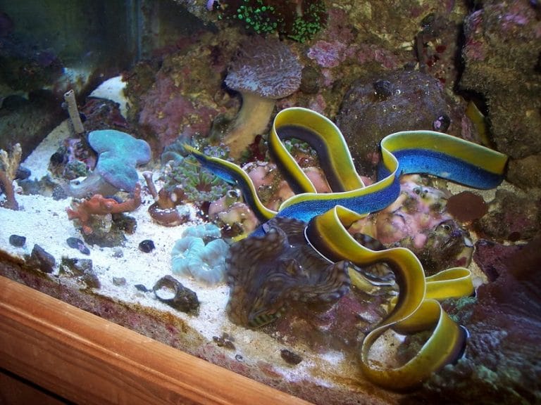 Ribbon Eel Facts, Distribution, Adaptations, Pictures