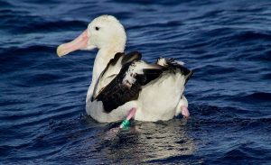 wandering albatross next to person