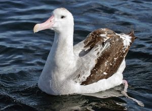 wandering albatross nesting behavior