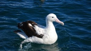 wandering albatross next to person