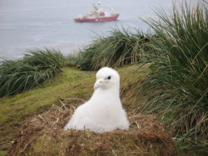 wandering albatross laying